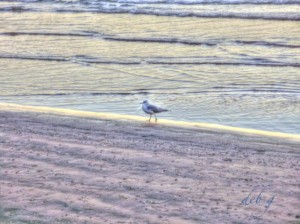 Photo by Deb Gray